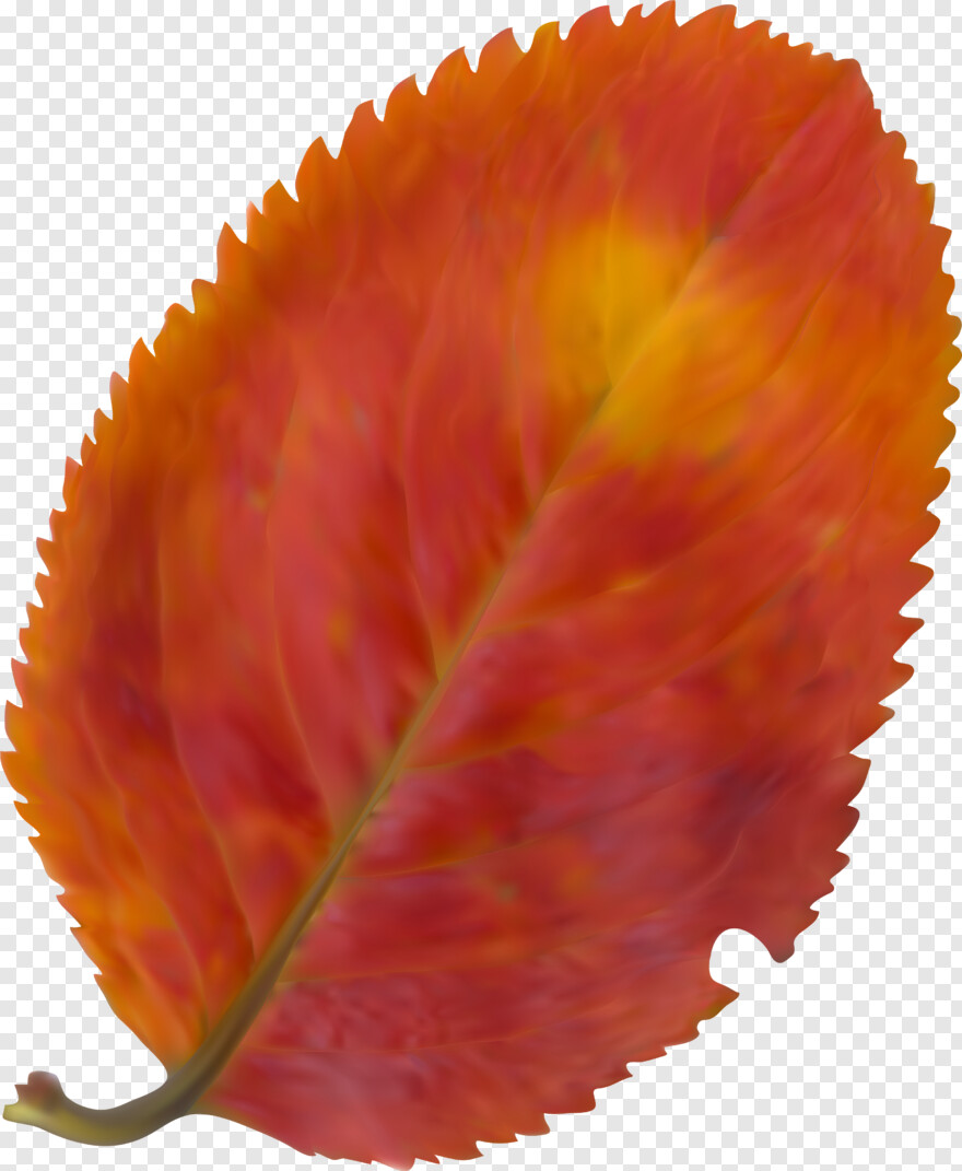 weed-leaf # 384810