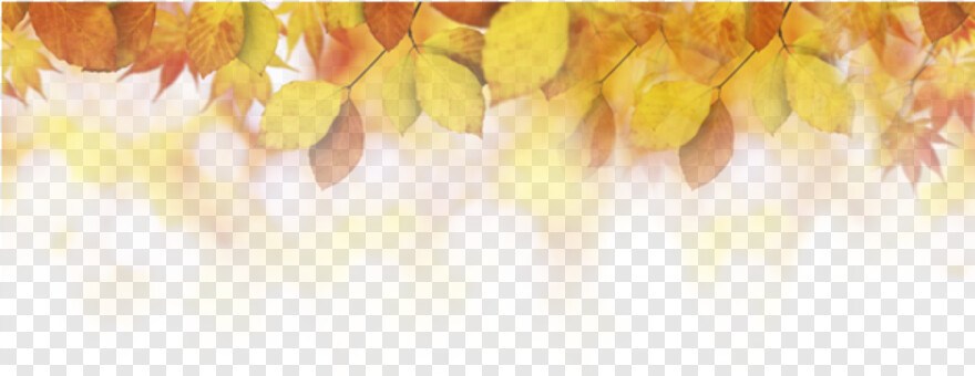 fall-leaves # 441854