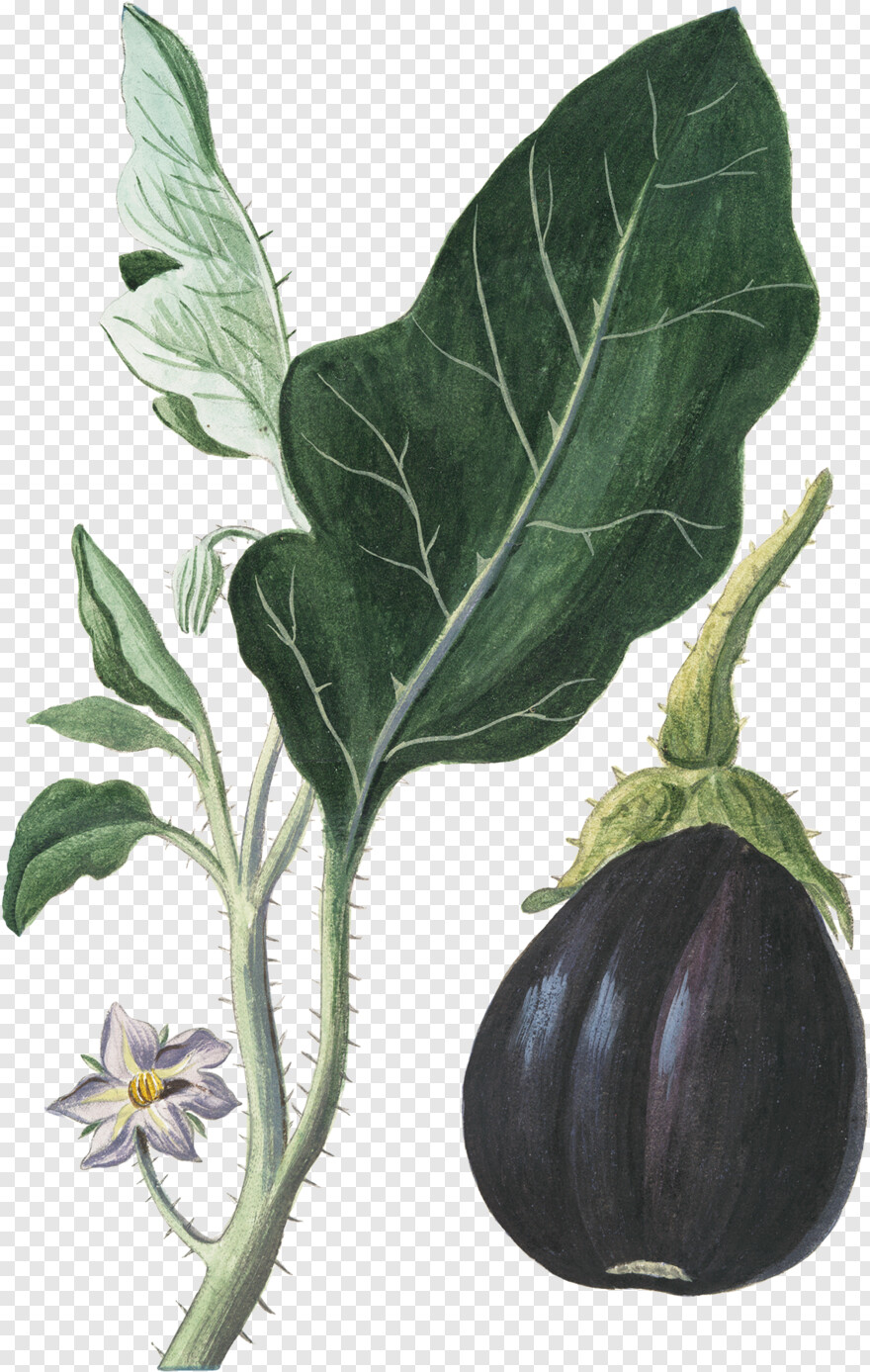 eggplant # 327065
