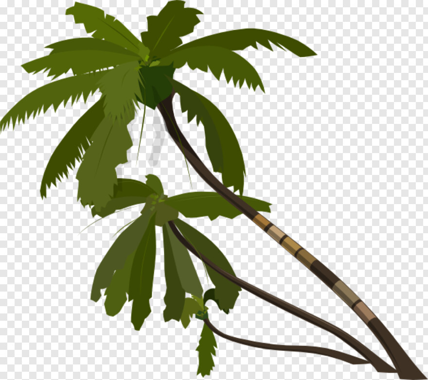 coconut-trees # 480152