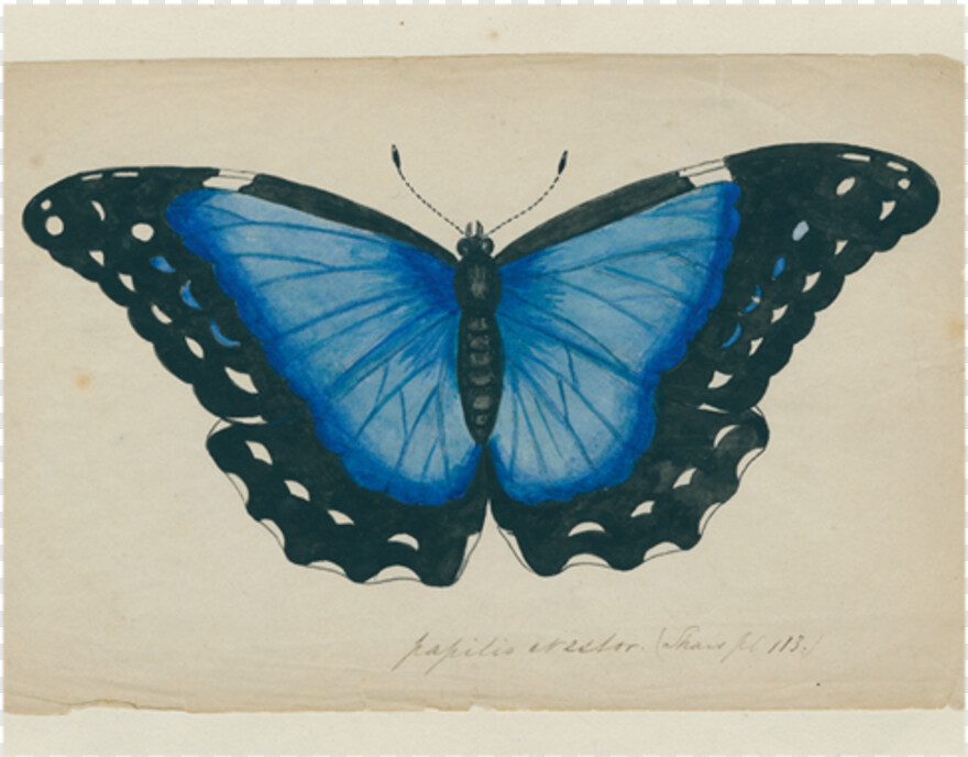 butterfly-wings # 343528