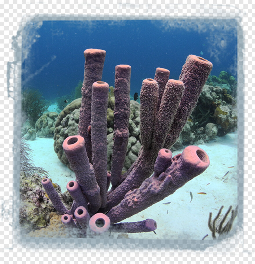 coral-reef # 361668