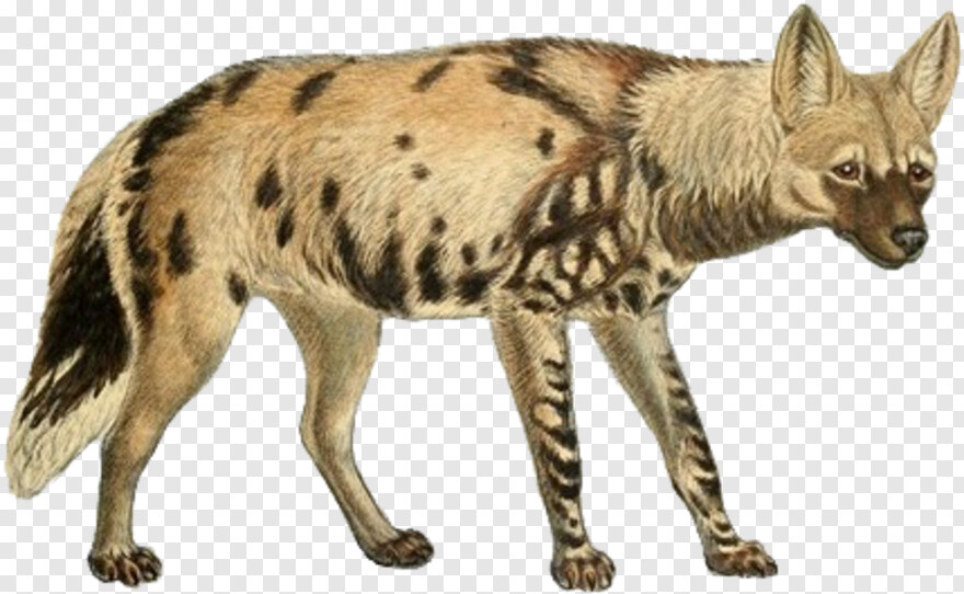 hyena # 814771