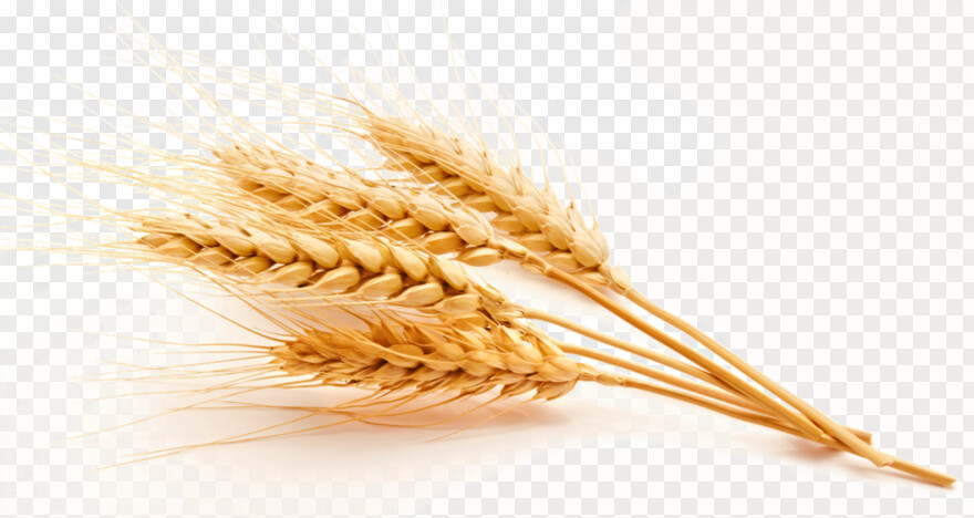 wheat # 764020
