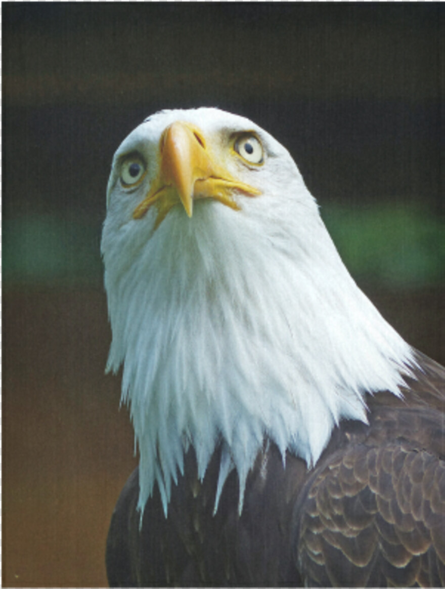 eagle-head # 527129