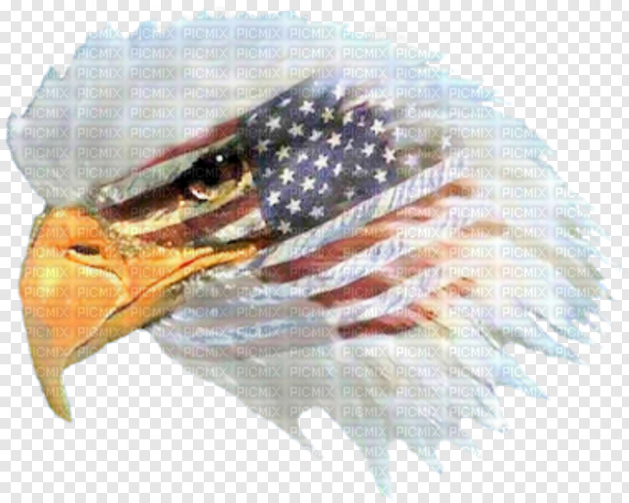 american-flag-eagle # 438496