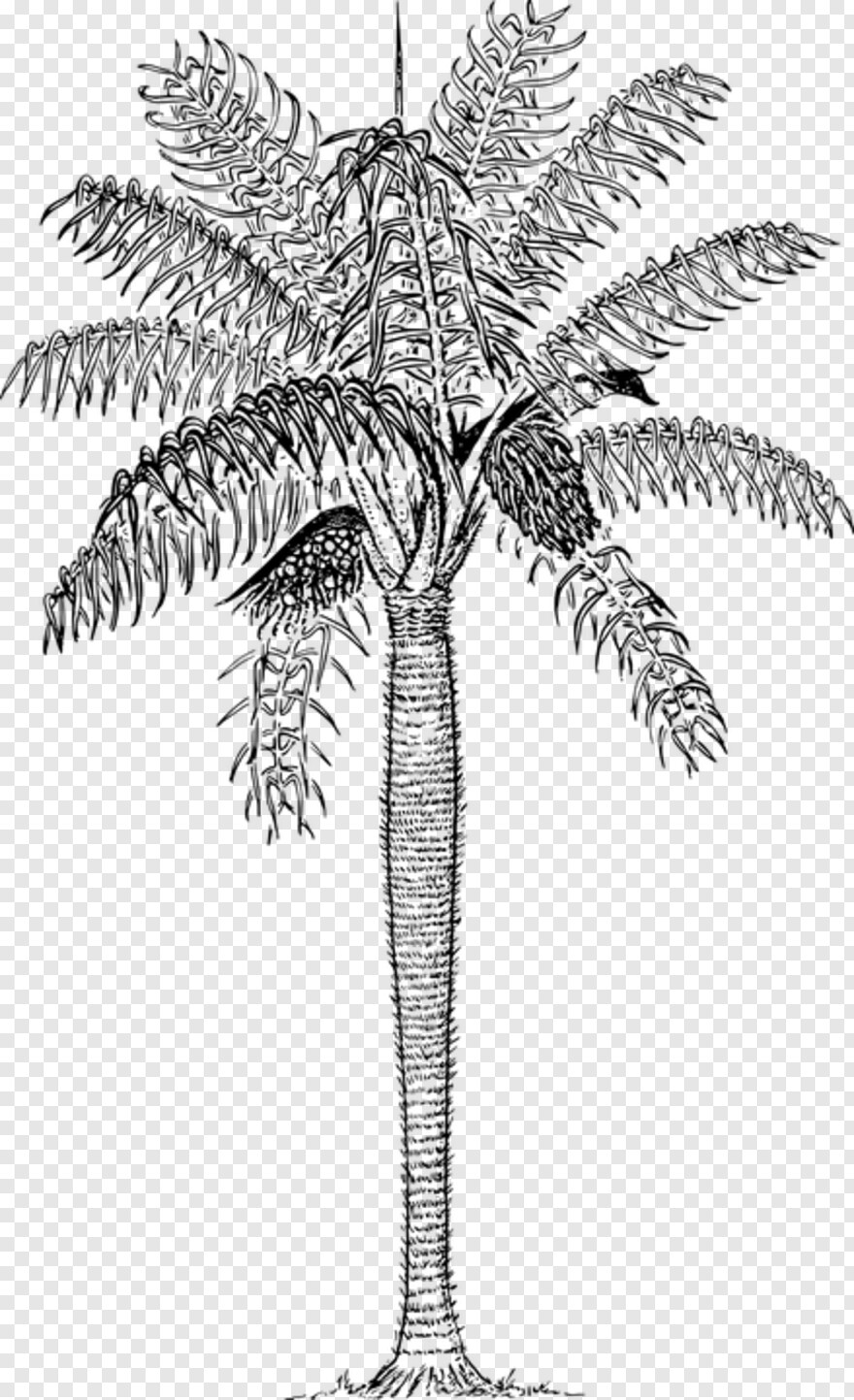 palm-tree-silhouette # 707043