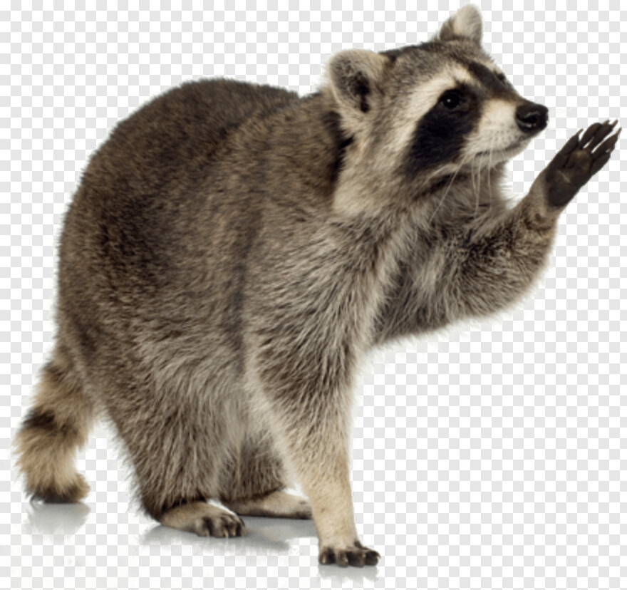 raccoon # 513115