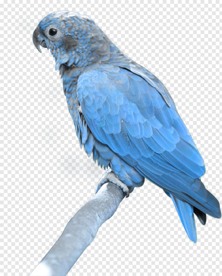indian-parrot # 342388