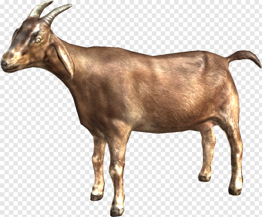 goat # 792353