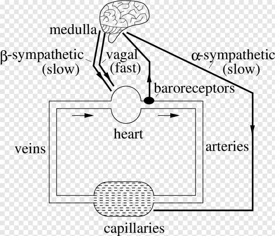  Digestive System, Solar System, Sketch, Tree Sketch, Sketch Heart, Short Hair