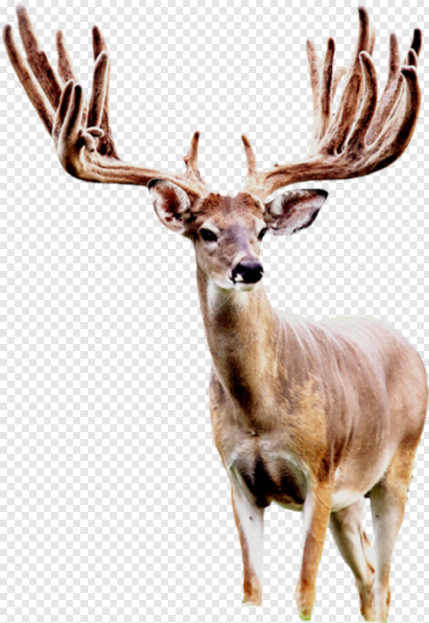 whitetail-deer # 384728