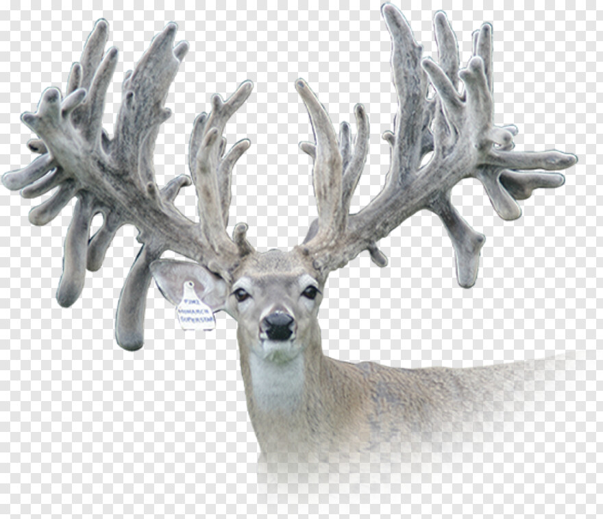 whitetail-deer # 414210