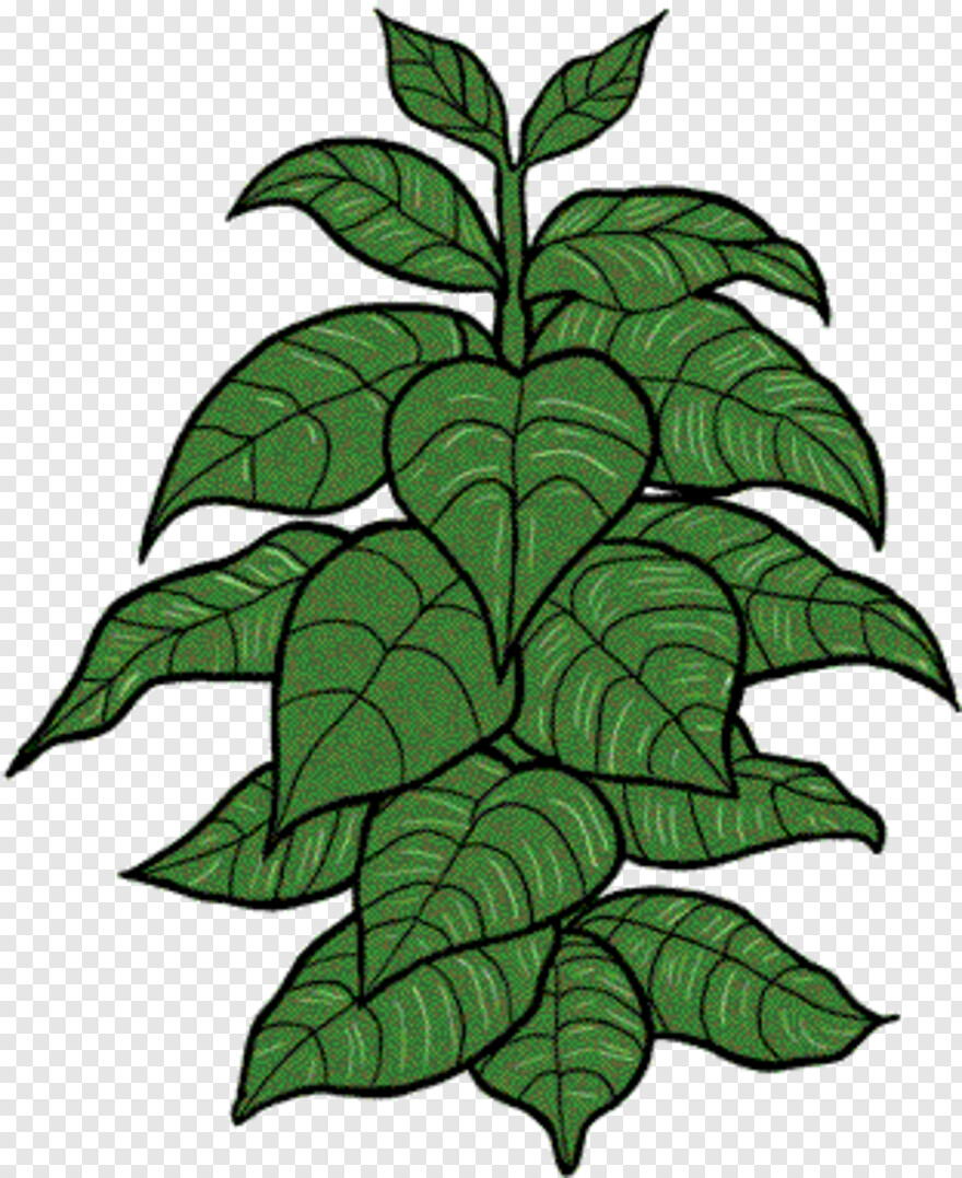 tobacco-leaf # 652070
