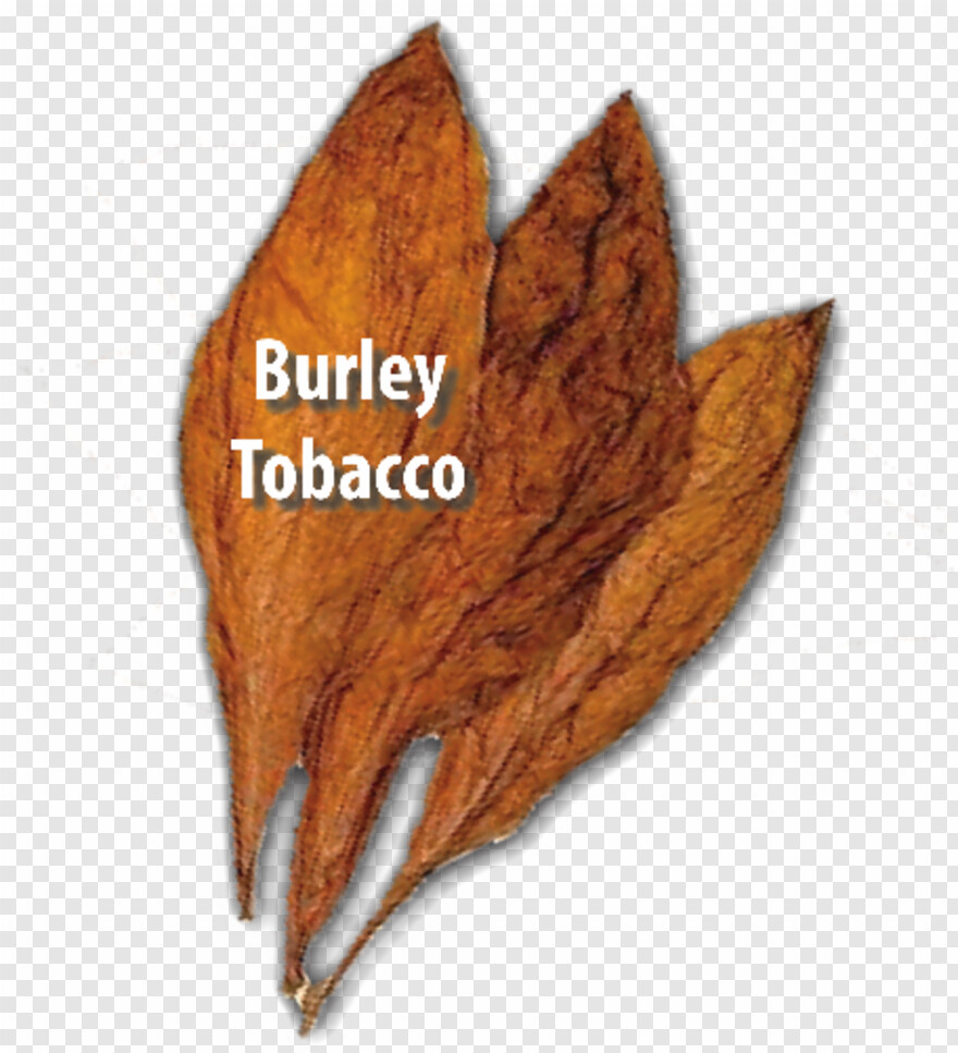 tobacco-leaf # 570258