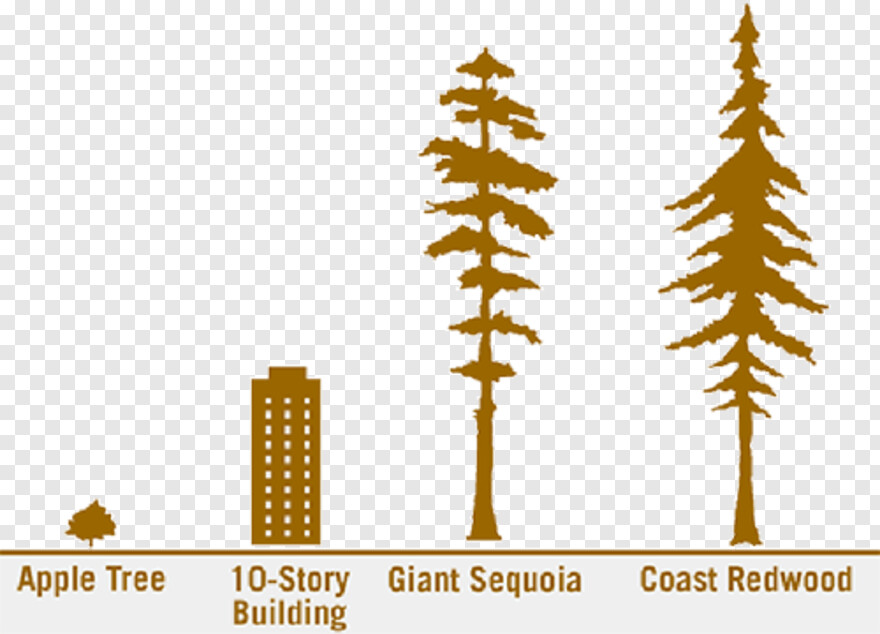 redwood-tree # 461113
