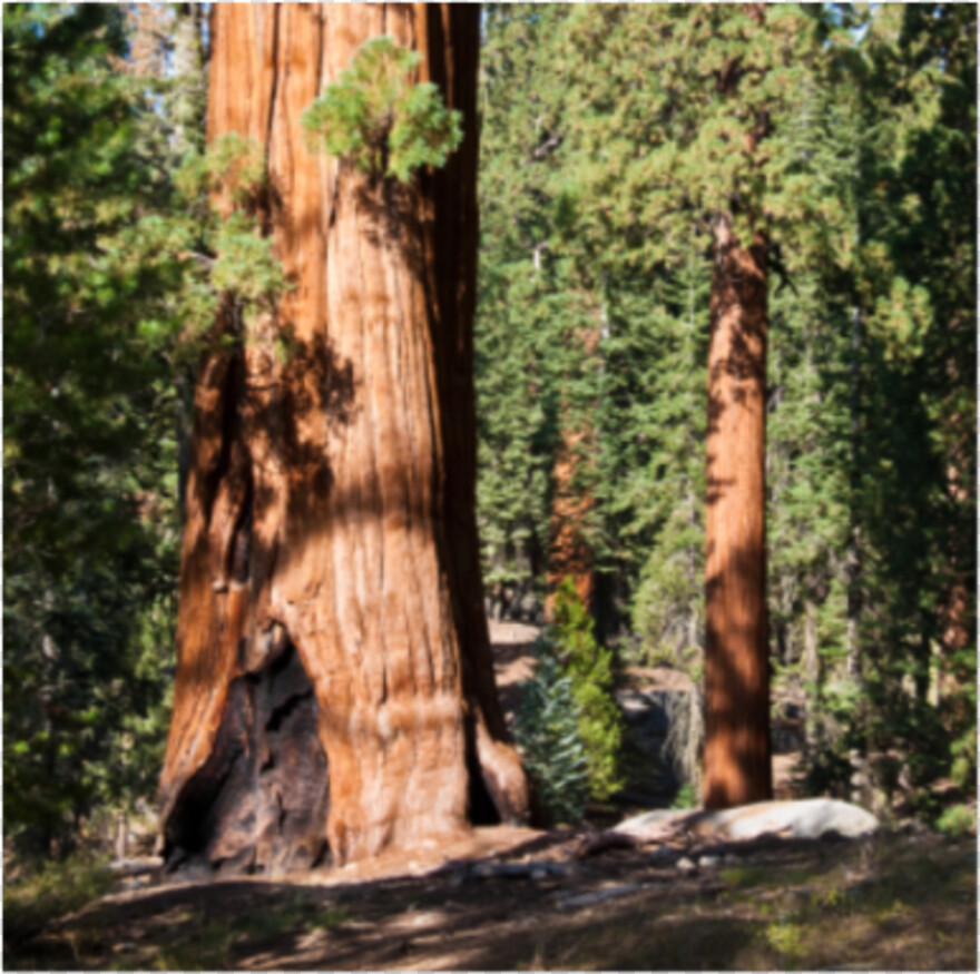 redwood-tree # 818303