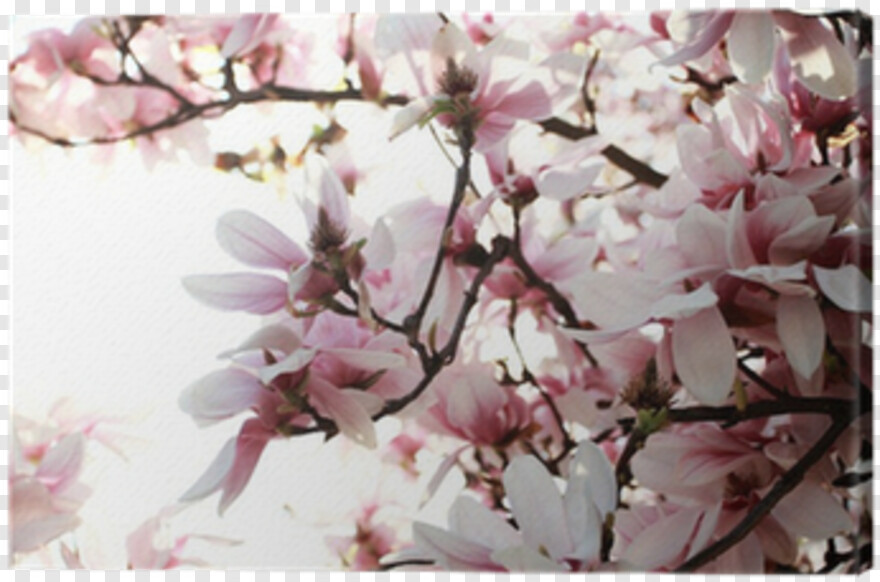 magnolia-tree # 705364