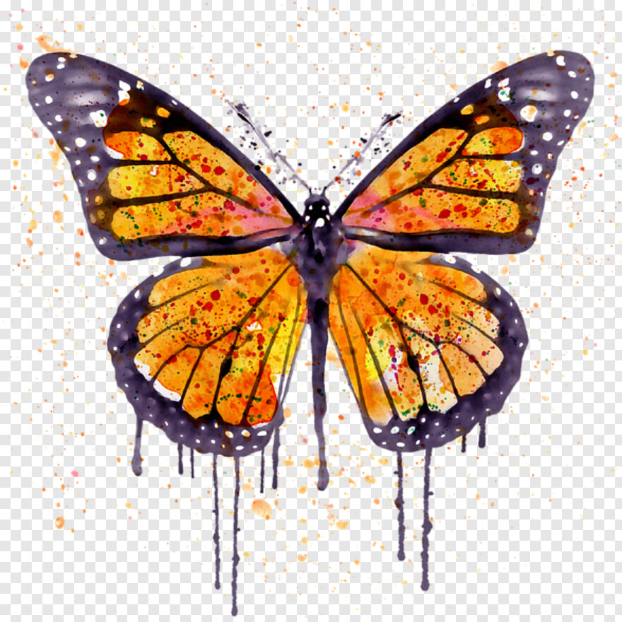 monarch-butterfly # 489960