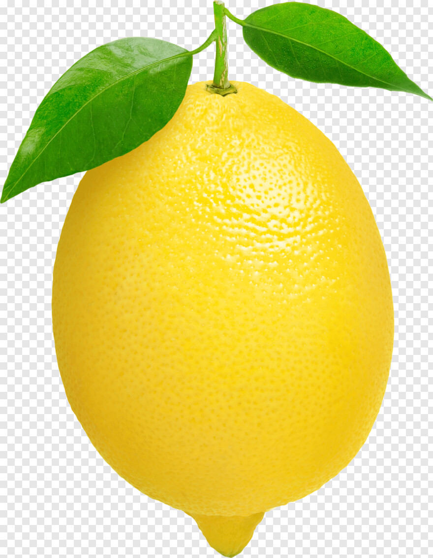 lemon-slice # 429056