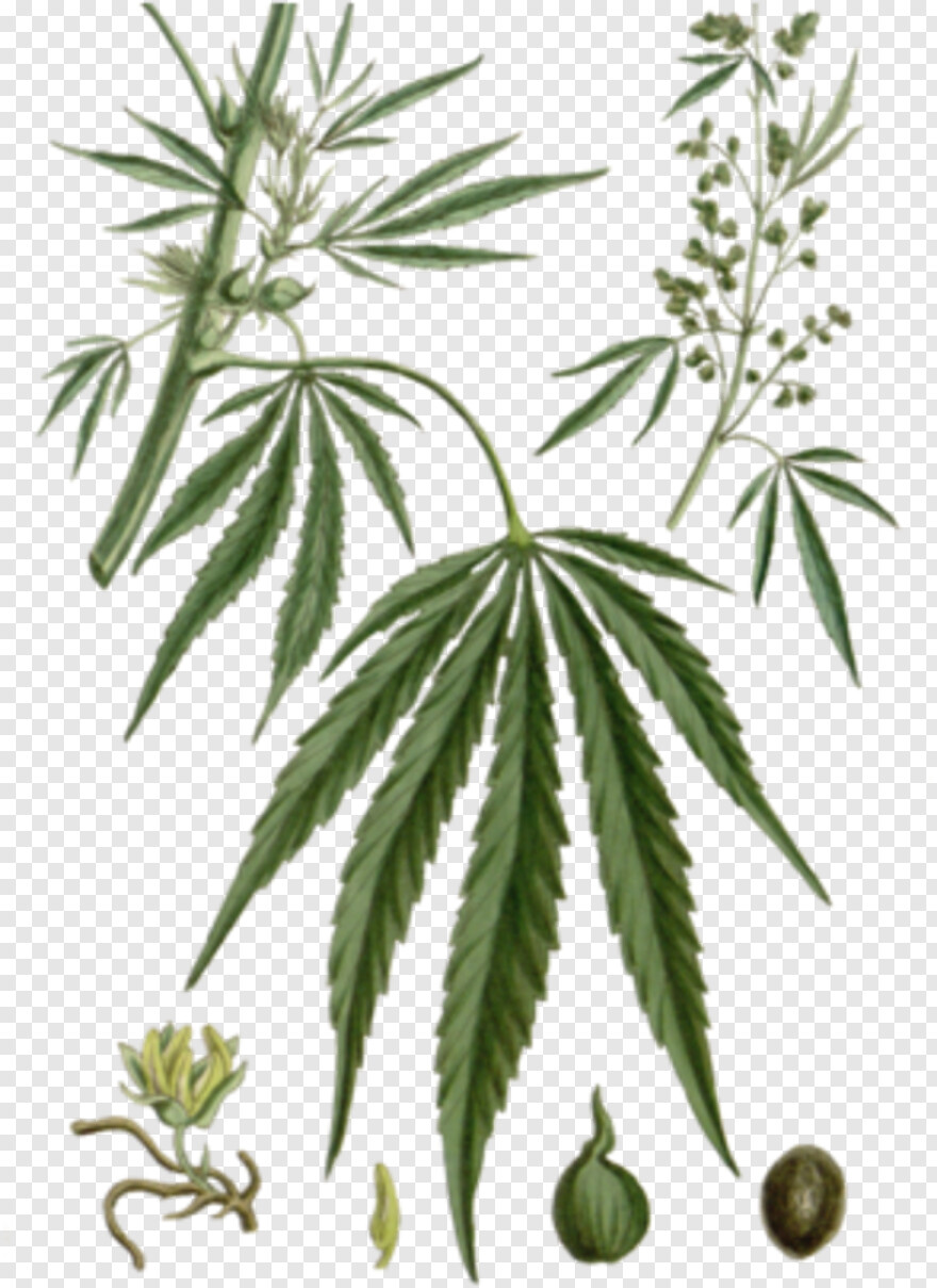 cannabis-leaf # 1073275