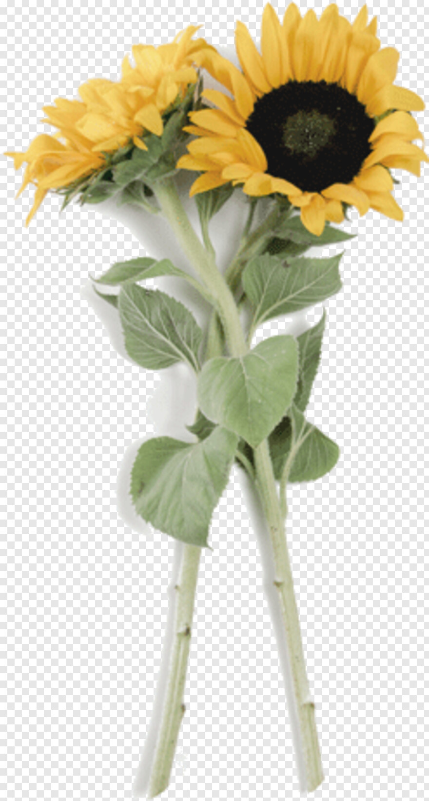 sunflower-vector # 922296