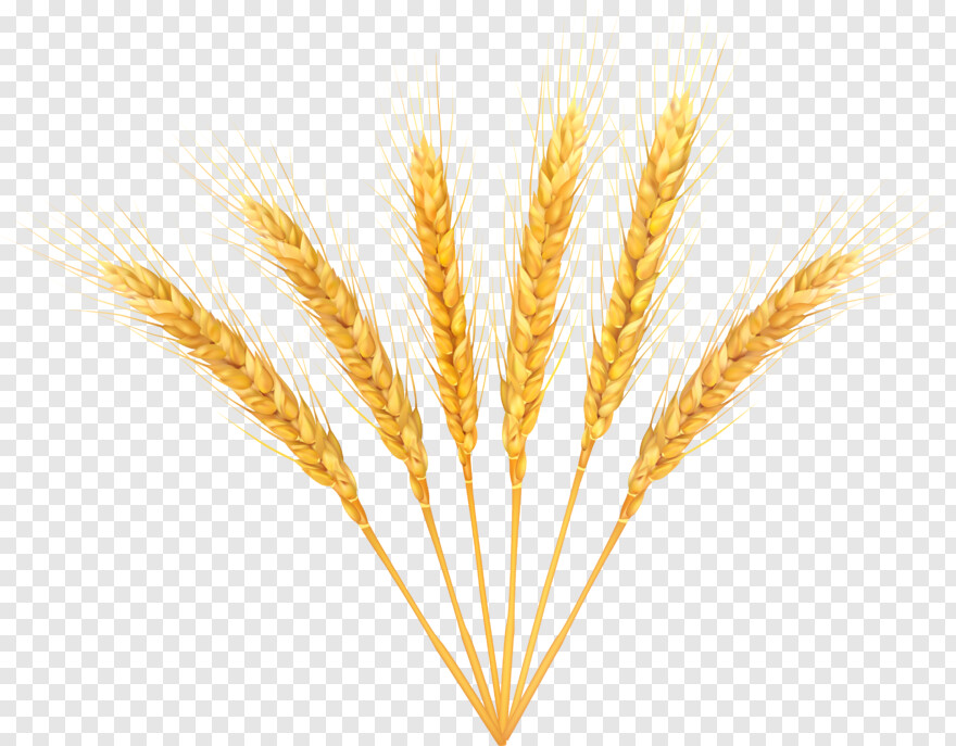 wheat # 758717