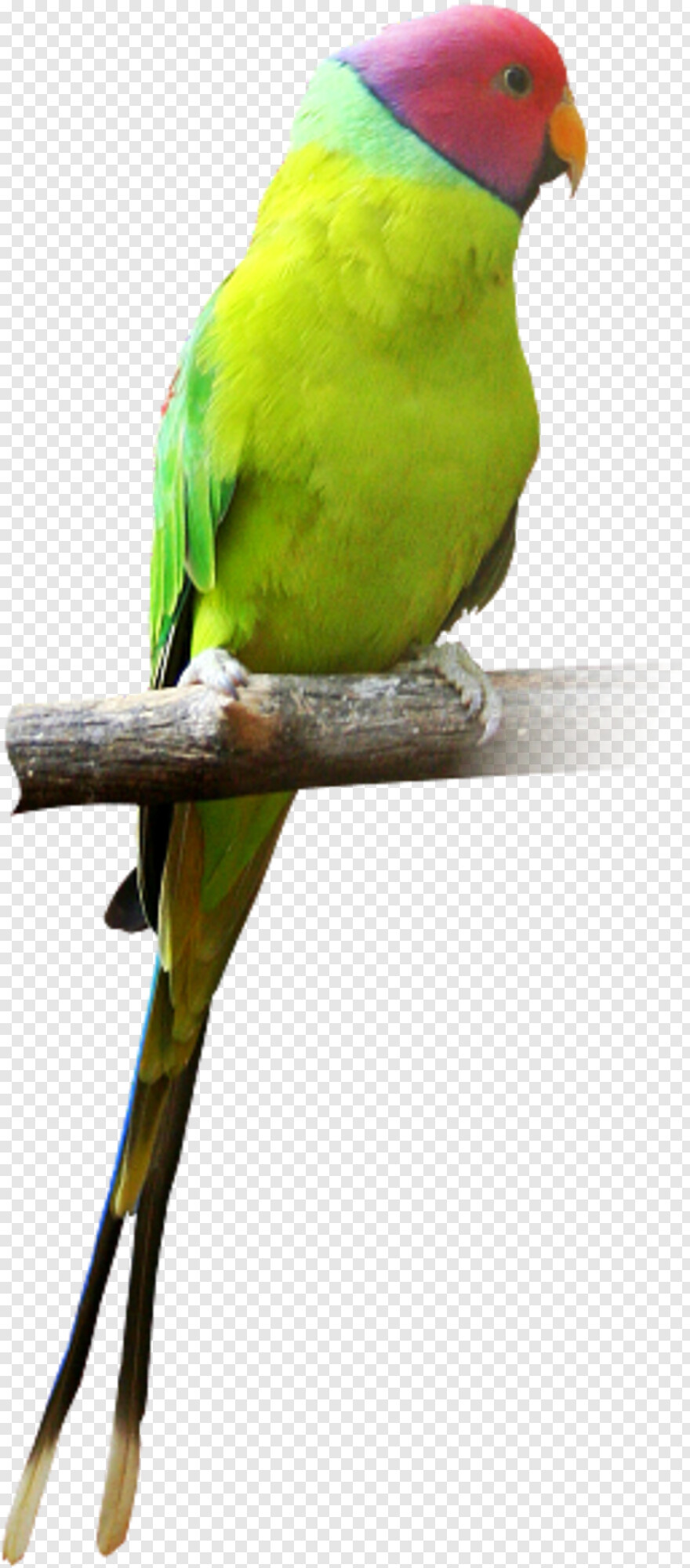 indian-parrot # 662419