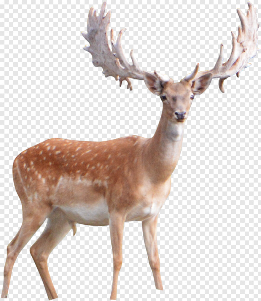 deer-silhouette # 919009