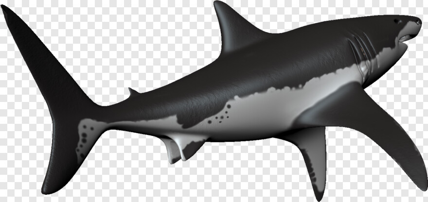 great-white-shark # 623655
