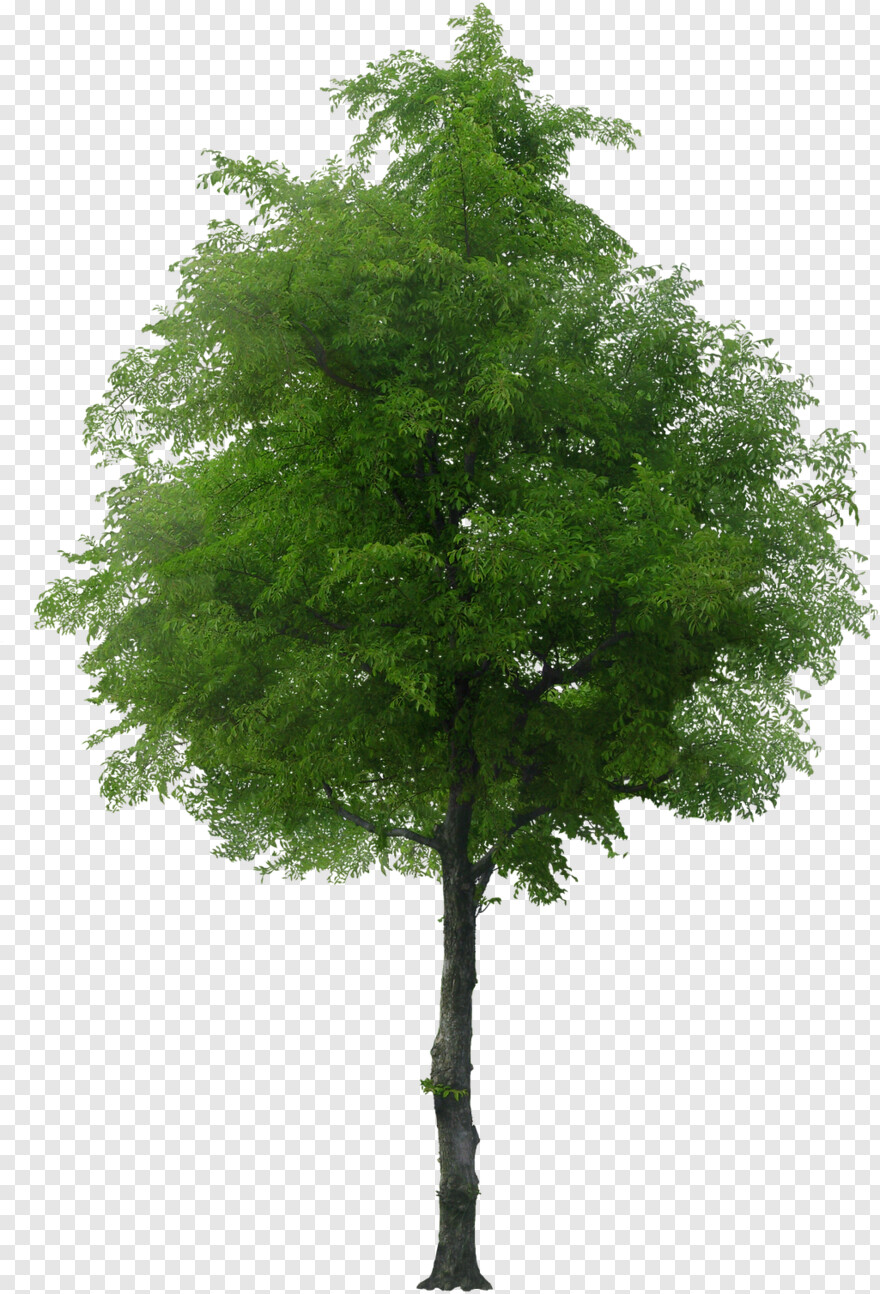 tree-texture # 494580