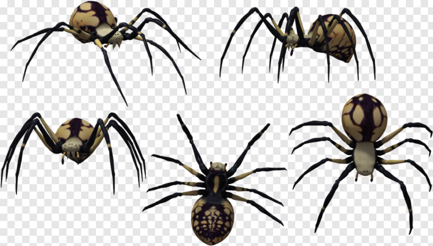 black-widow-spider # 717736