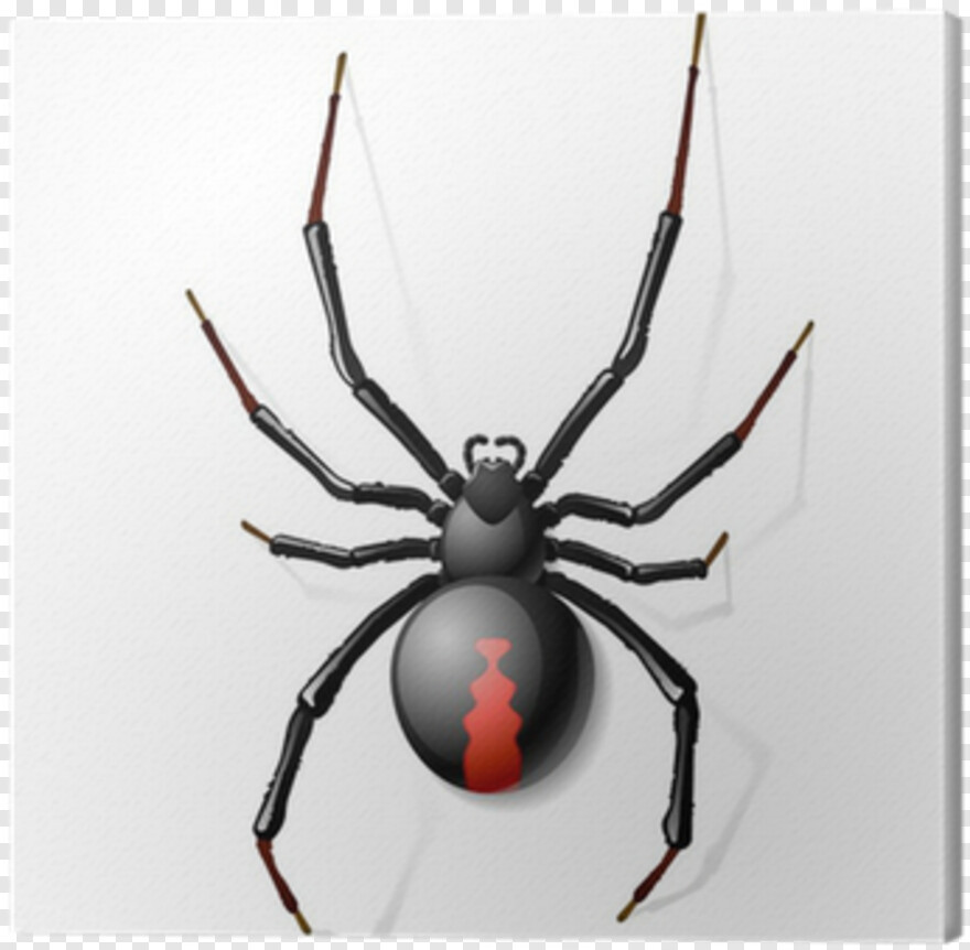 spider-webs # 351884