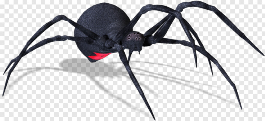 black-widow-spider # 614276