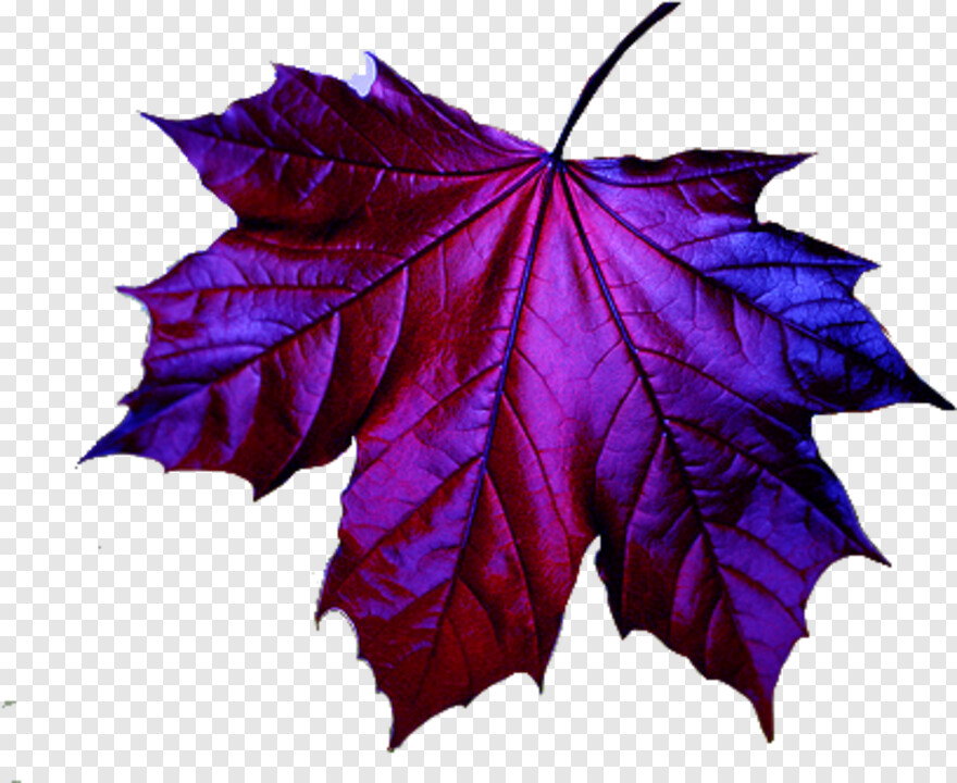 leaf-clipart # 342376