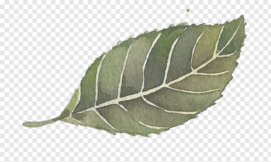 leaf-clipart # 361445