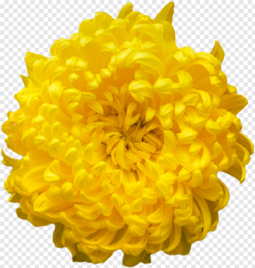 chrysanthemum # 1015717