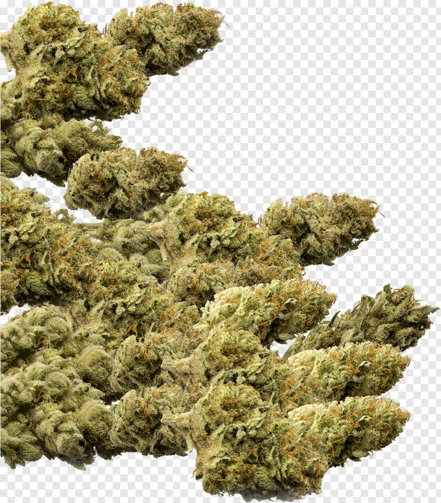 marijuana-plant # 1106191