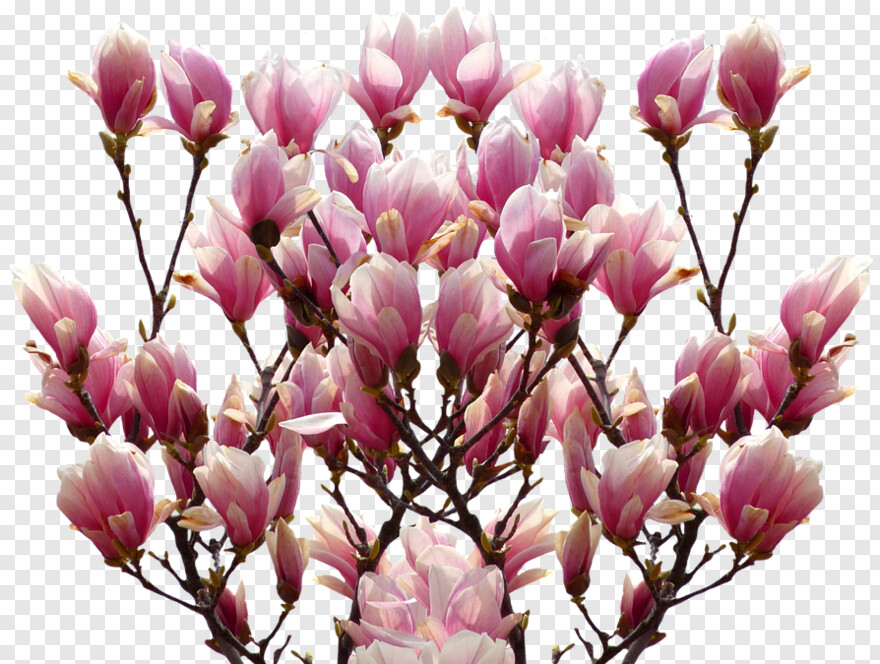 magnolia-tree # 344612