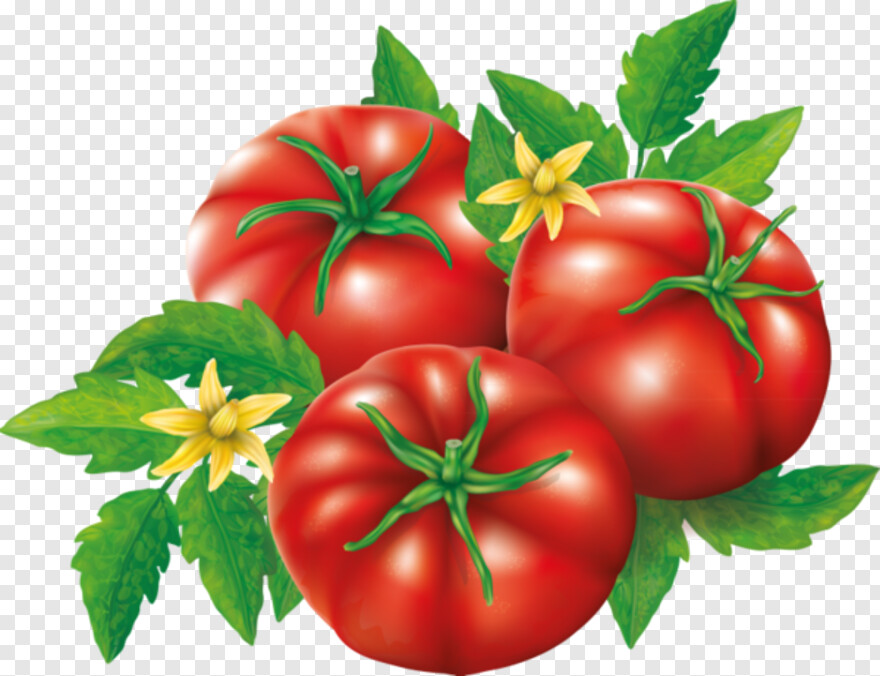 tomato-plant # 383317
