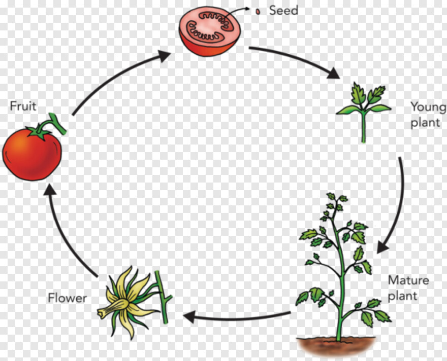 tomato-plant # 931600