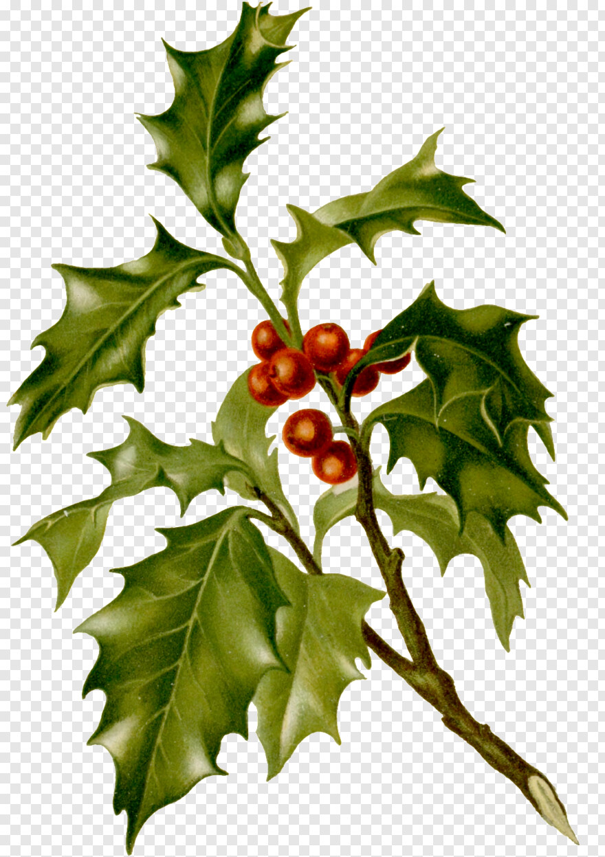 holly-leaves # 327001