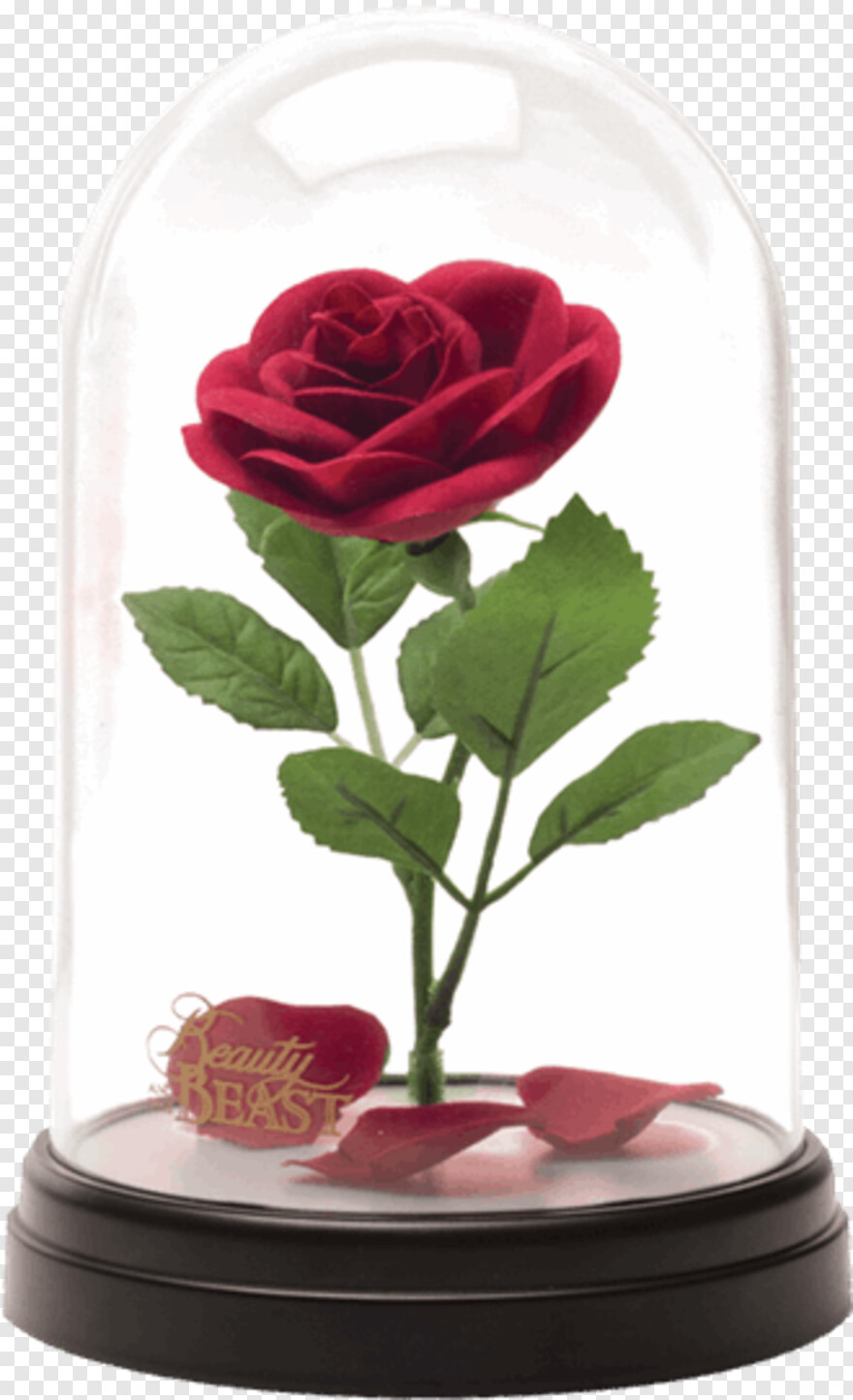 beauty-and-the-beast-rose # 523818