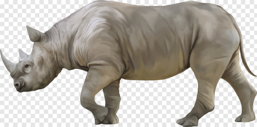 rhino # 634661