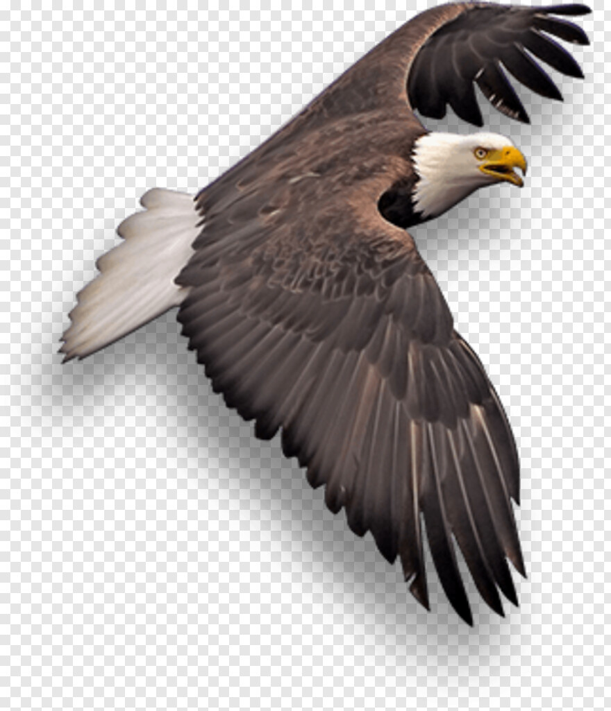 eagle-silhouette # 878056