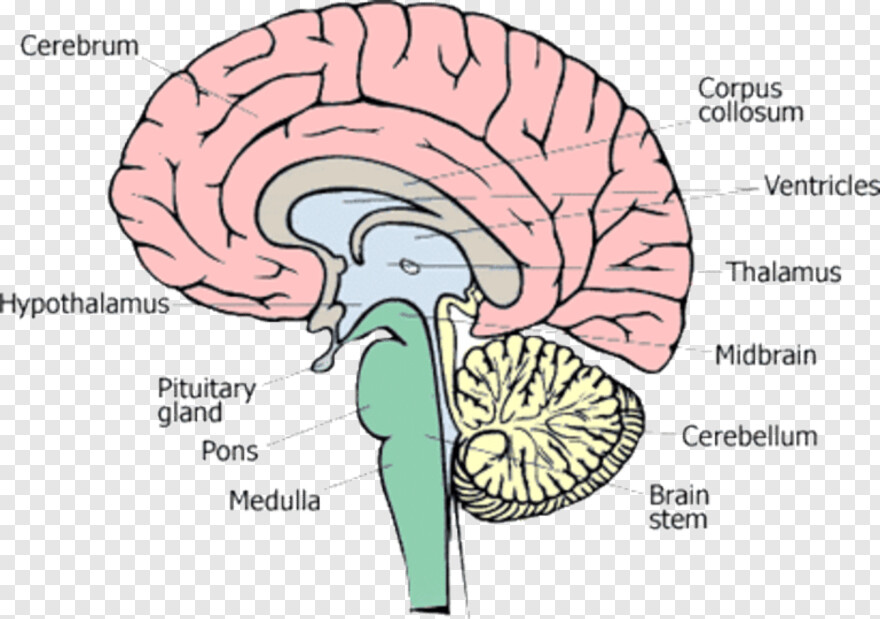 brain-clipart # 315676