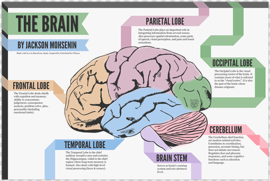 human-brain # 435310