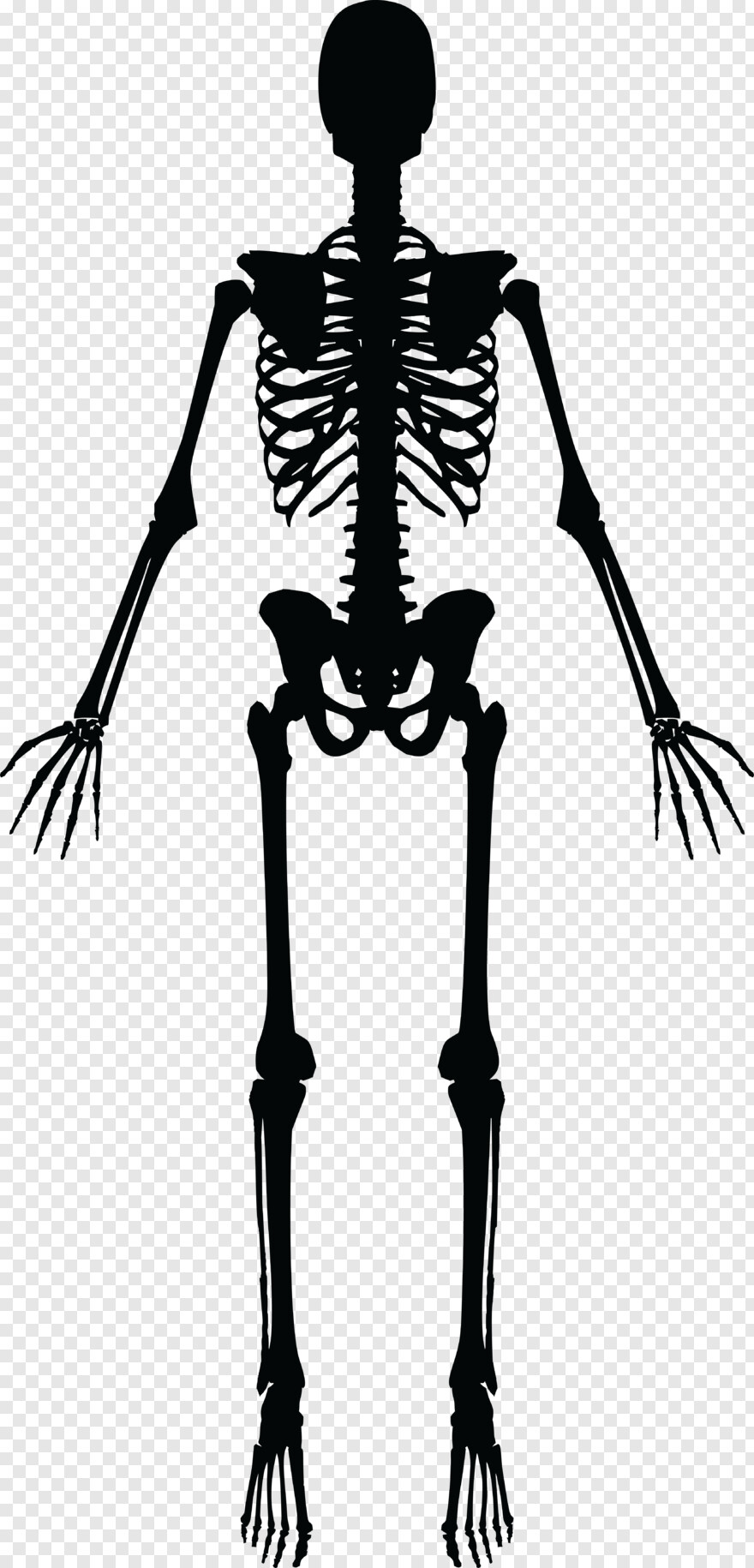  Skeleton, Skeleton Head, Skeleton Hand, Skeleton Arm, Skeleton Key
