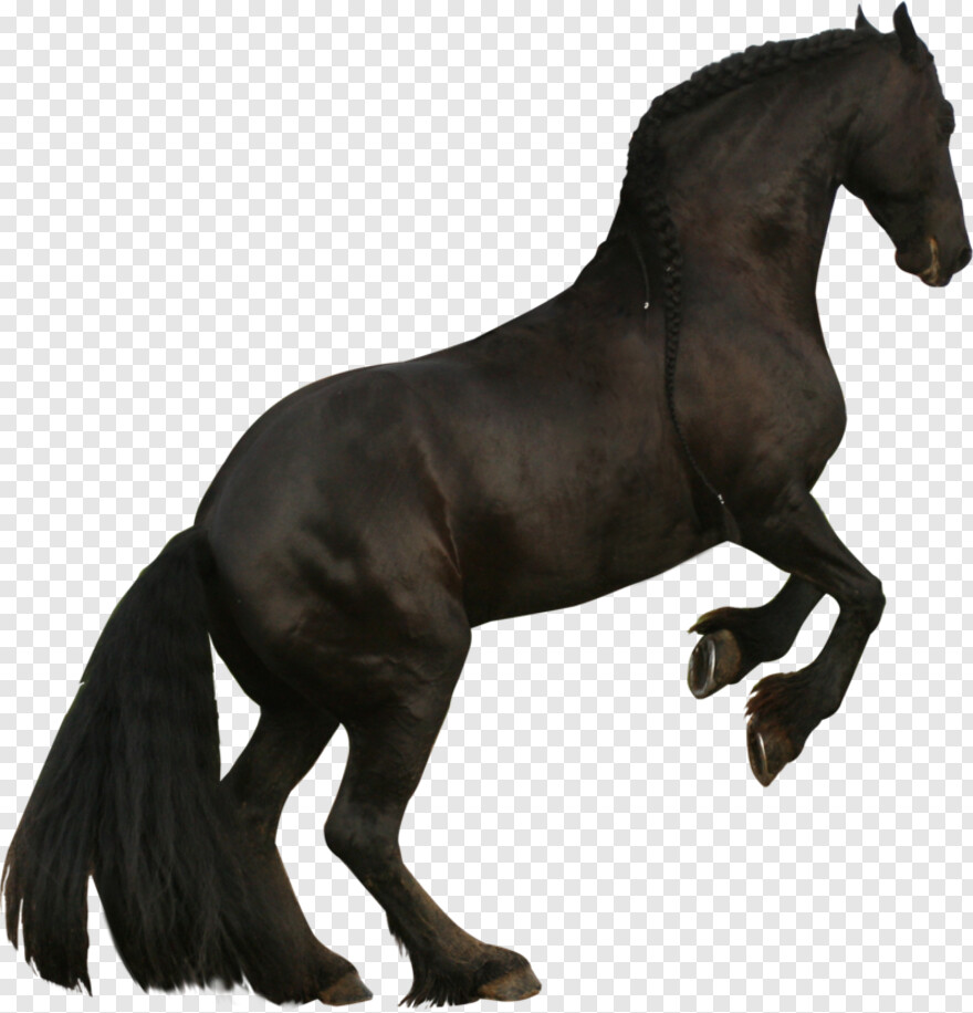 black-horse # 352933