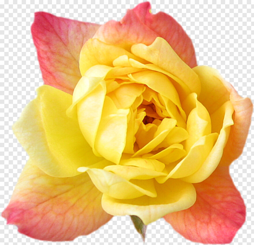 yellow-rose # 798509